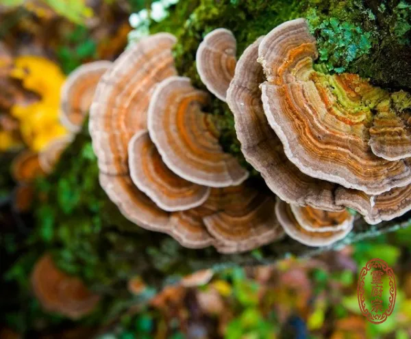 雲芝(五色靈芝) - Trametes versicolor
