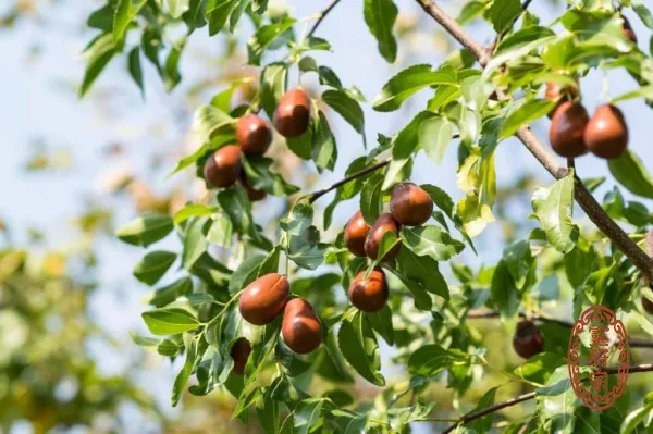 酸棗仁 - Ziziphus spinosa