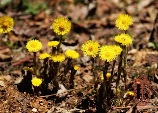 款冬花 - Tussilago farfara