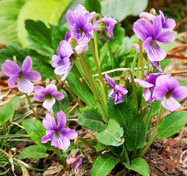 紫花地丁 - Viola yedoensis