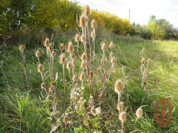 Dipsacus Root - Dipsacus asper Wall. ex C.B. Clarke