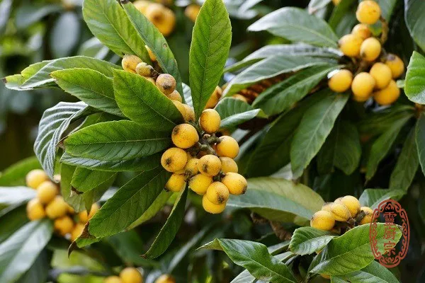 枇杷葉 - Eriobotrya japonica