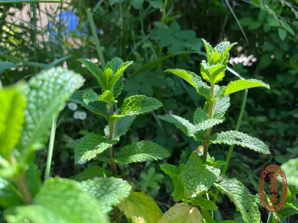 Mint - Mentha haplocalyx Briq.
