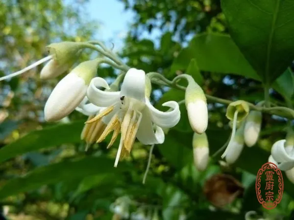 安息香 - Styrax benzoin Dryand.