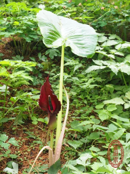 白附子 - Typhonium giganteum Engl.