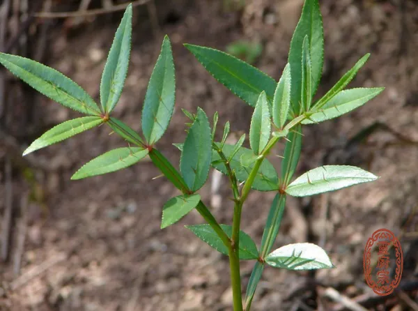 兩面針 - Zanthoxylum nitidum (Roxb.) DC.