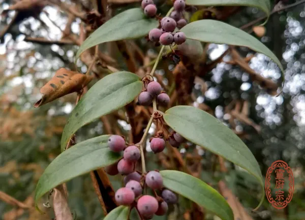 土茯苓 - Smilax glabra Roxb.