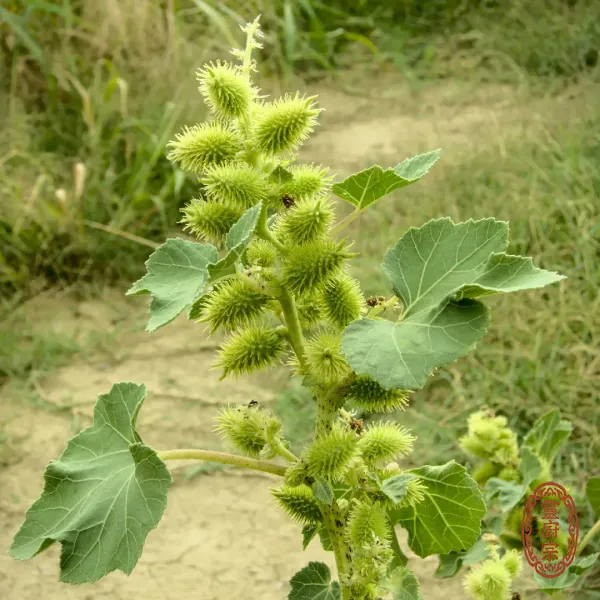 蒼耳子 - Xanthium sibiricum Patrin ex Widder