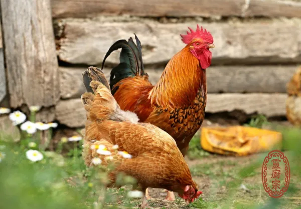 雞胗 - Gallus gallus domesticus