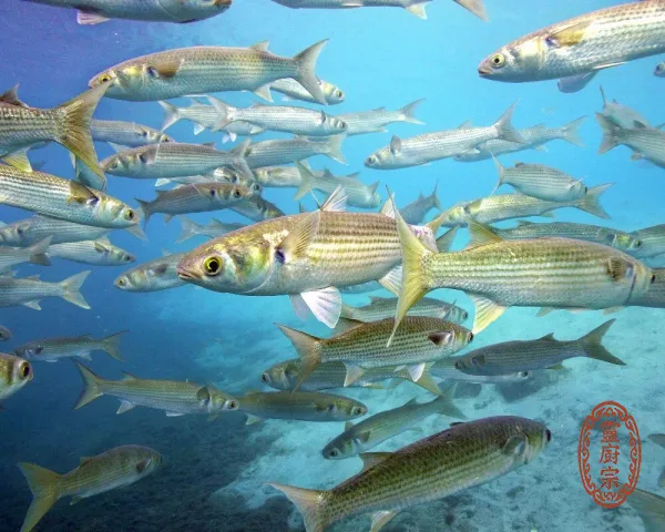 烏魚 - Mugil cephalus