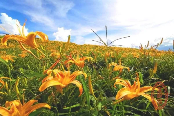 金針花 - Hemerocallis fulva