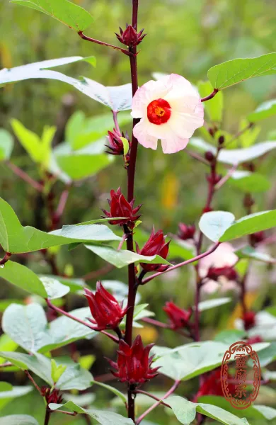 洛神花 - Hibiscus sabdariffa