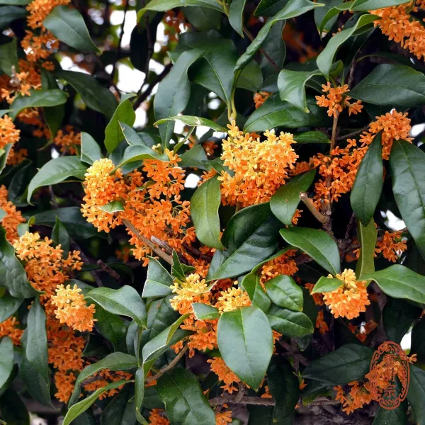 Sweet olive - Osmanthus fragrans