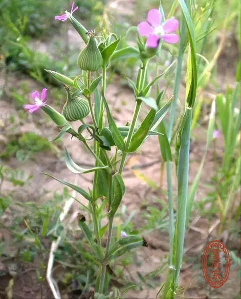 王不留行 - Vaccaria segetalis