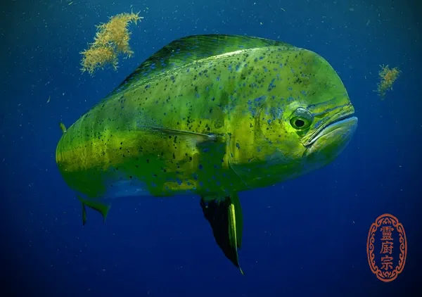 鬼頭刀魚 - Coryphaena hippurus