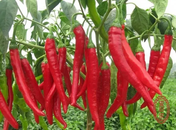 乾辣椒 - Capsicum annuum L.