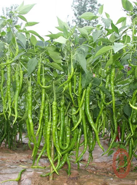 二荊條 - Capsicum annuum L. var. longum