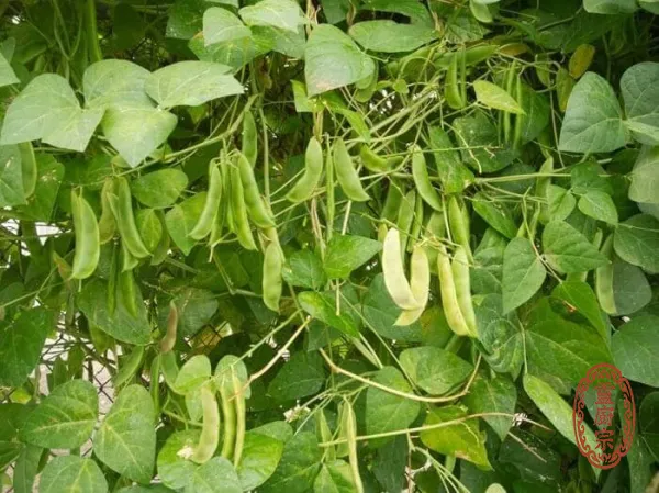 皇帝豆 - Phaseolus lunatus