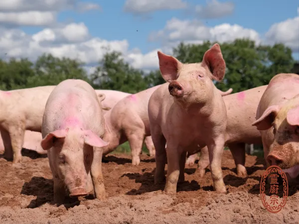 豬心 - Sus scrofa domestica