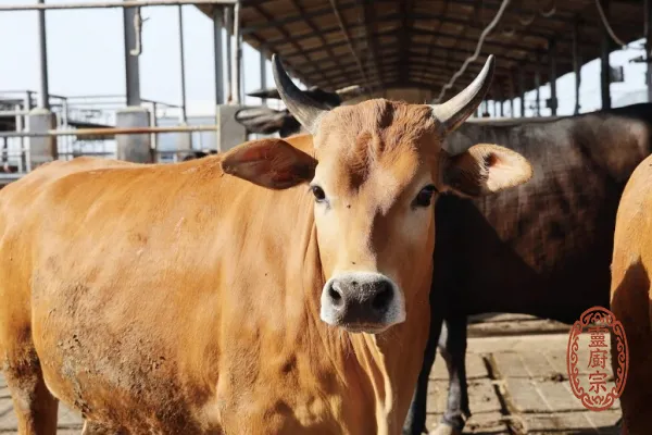 牛肚 - Bos taurus domesticus