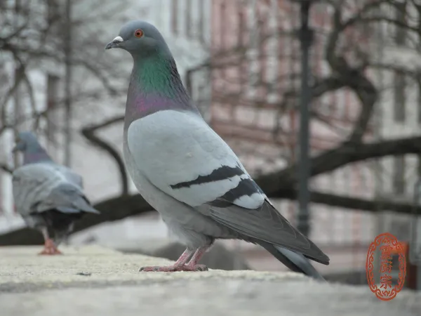 鴿子蛋 - Columba livia domestica