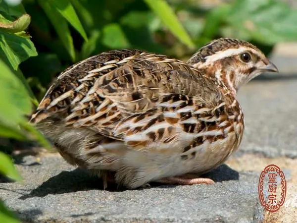 鵪鶉蛋 - Coturnix coturnix japonica