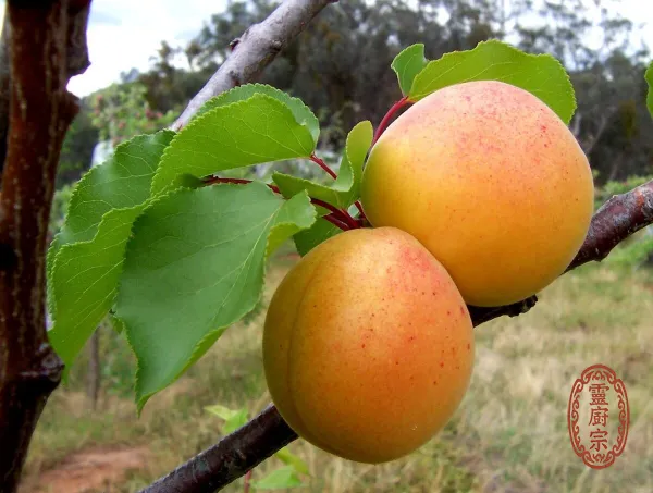 苦杏仁 - Prunus armeniaca var. ansu