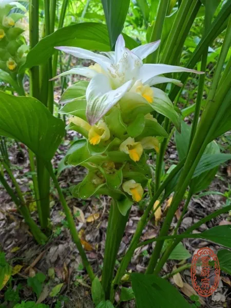 강황 - Curcuma longa L.