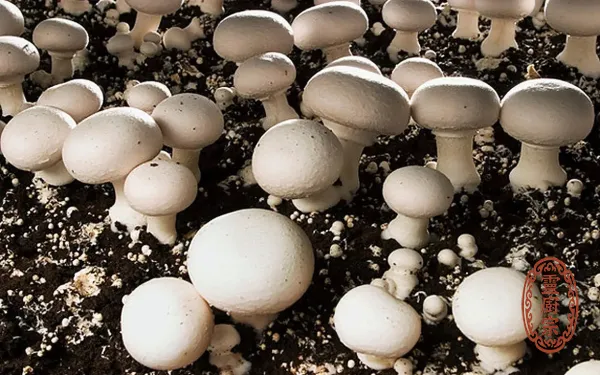 雙孢蘑菇 - Agaricus bisporus