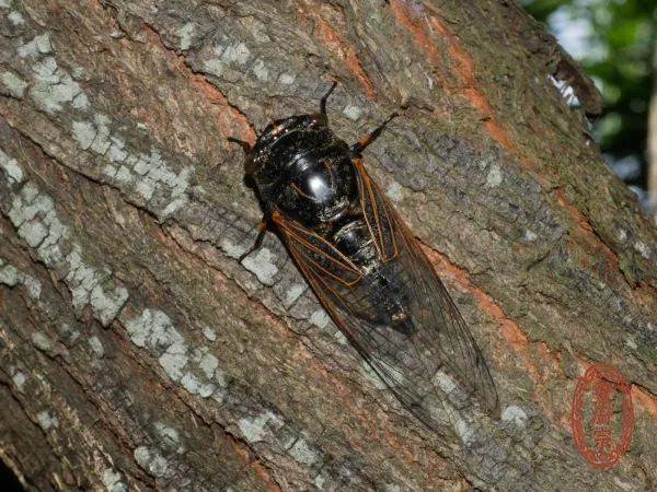 蟬蛹 - Cryptotympana pustulata