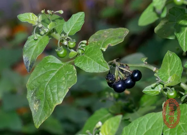 龍葵葉 - Solanum nigrum