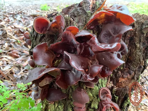 黑木耳 - Auricularia auricula-judae