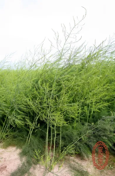 蘆筍 - Asparagus officinalis