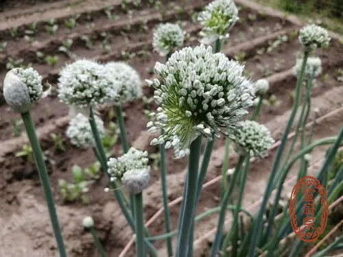黃洋蔥 - Allium cepa L.