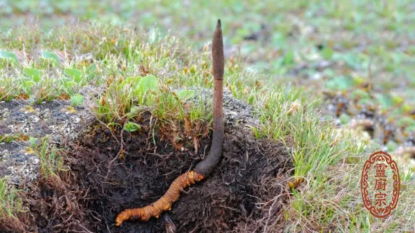 冬蟲夏草 - Ophiocordyceps sinensis