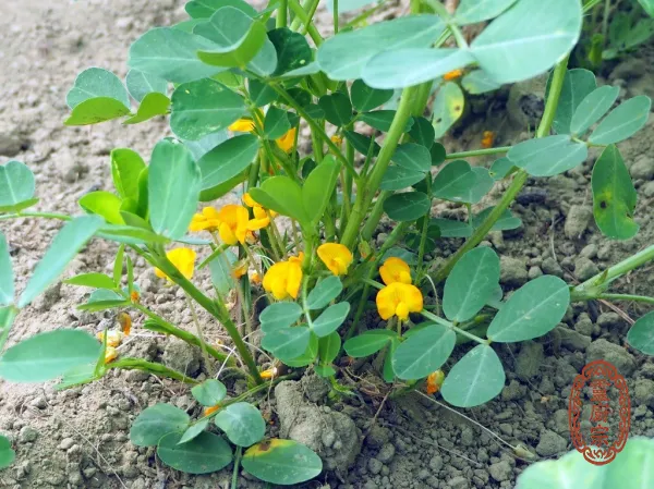 花生 - Arachis hypogaea L.
