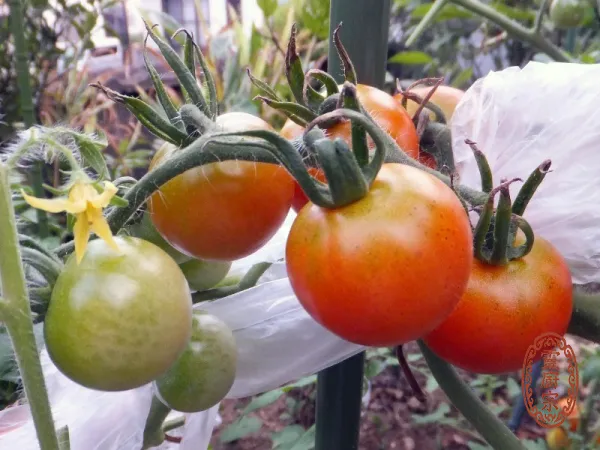 番茄 - Solanum lycopersicum