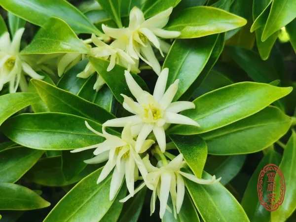 八角 - Illicium verum