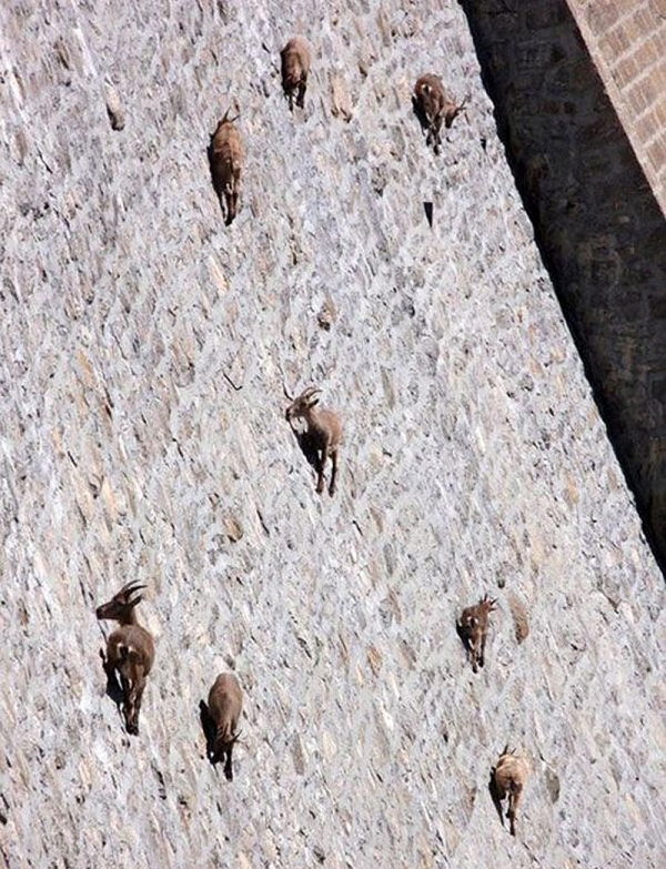 WAIT WHAT! ARE THOSE GOATS!?