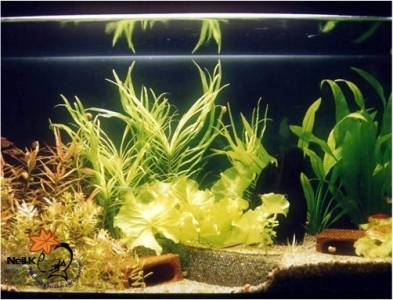 我的水草魚缸