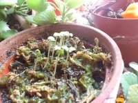 檸檬羅勒發芽了