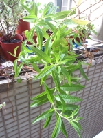 檸檬馬鞭草(防臭木)