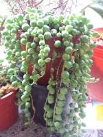 多肉植物-綠之鈴